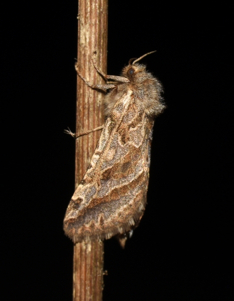 Hepialidae: Triodia adriatica